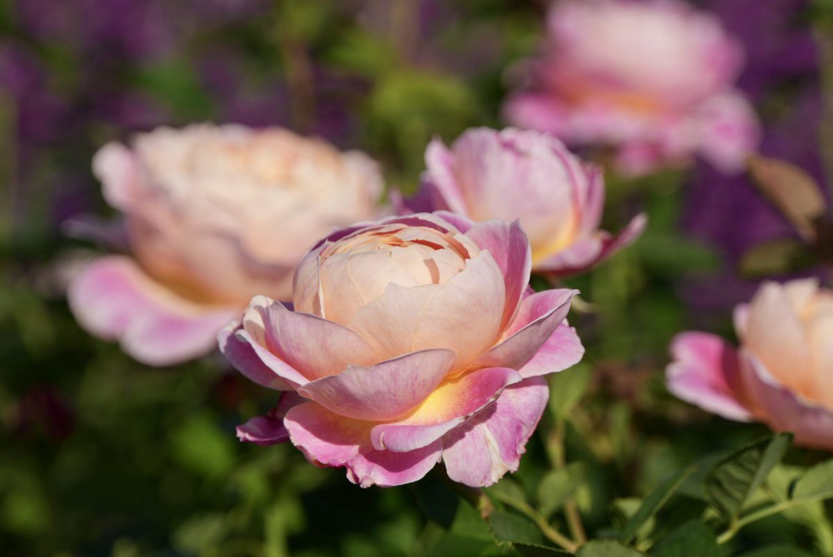 堺雅人と井川遥が披露したシマエナガ体操に注目！