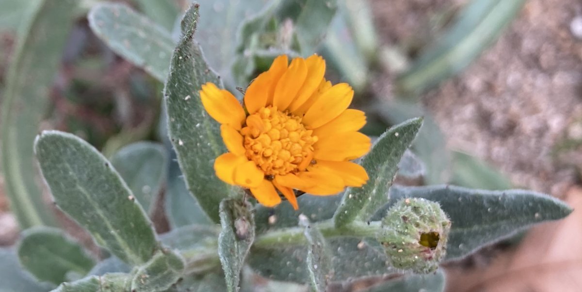 明太子の日！SNSで明太子愛が爆発！