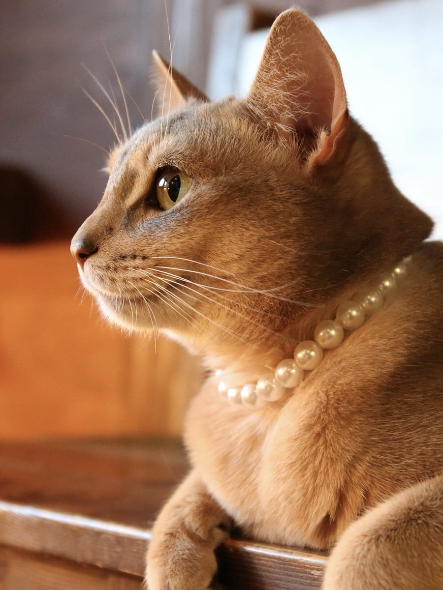 パールネックレスに注目！SNSで話題の輝きと美しさ