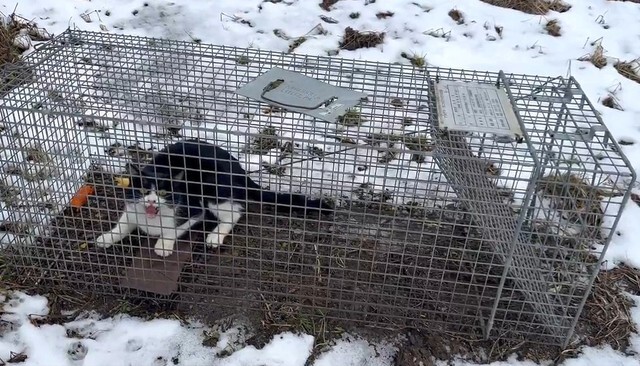 アライグマがSNSで話題に！猫の罠に捕獲されるなど