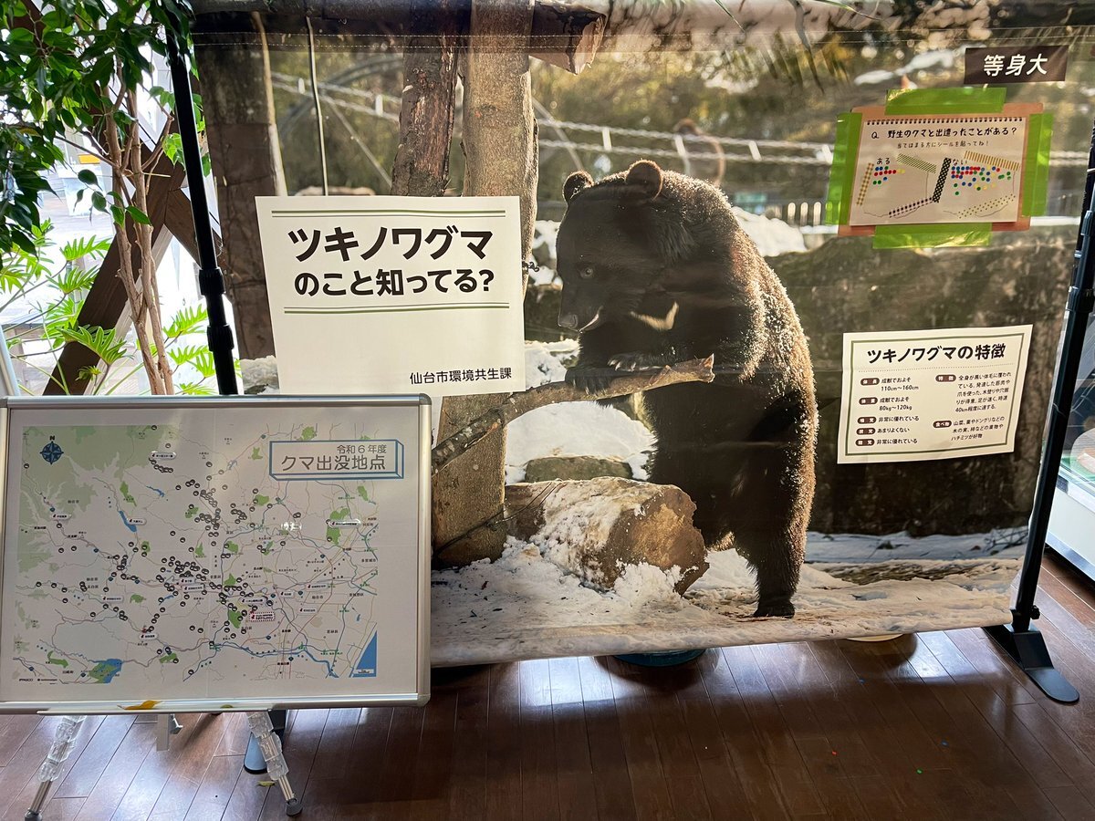 八木山動物公園 クマ」のYahoo!リアルタイム検索 - X（旧Twitter）を