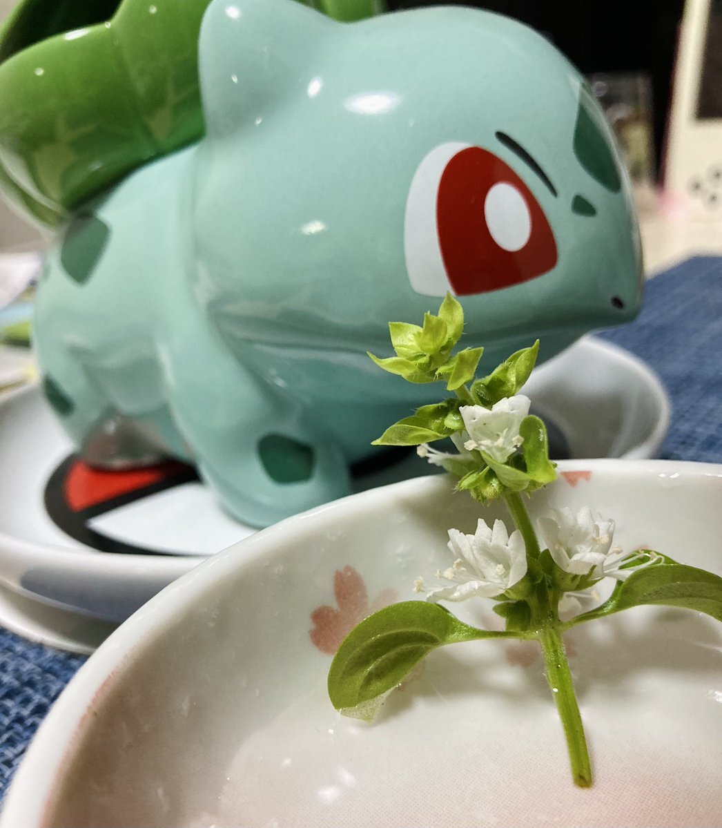 ミニ植木鉢　フシギダネ ミニ植木鉢 フシギダネ - Meccha Japan