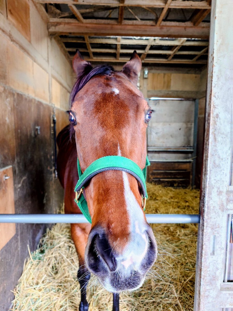 ライラック、有馬記念出走ならず…ファン悲しむ