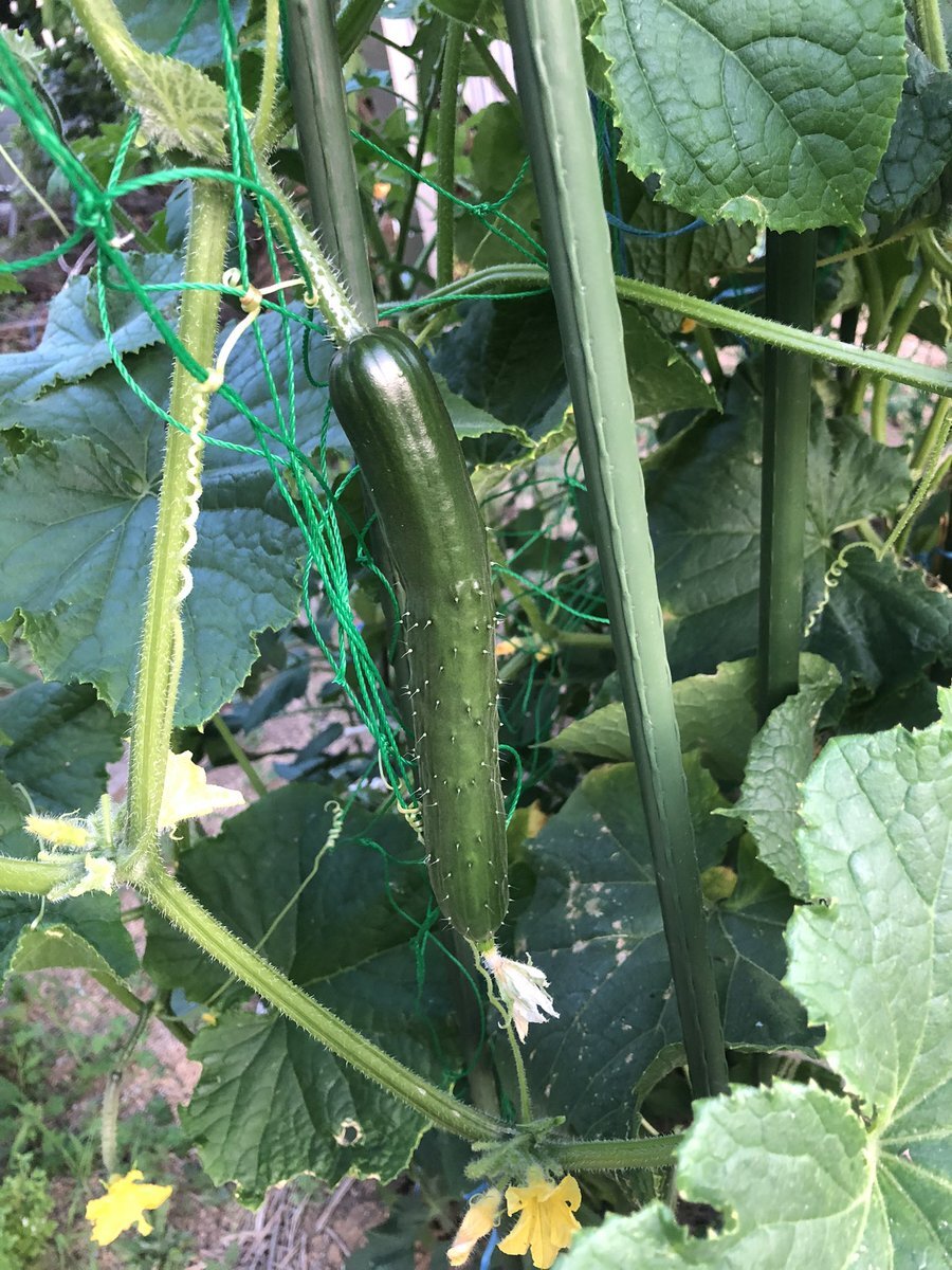 家庭菜園でみんなが育てた「夏野菜」たち｜つぶやきピックアップ