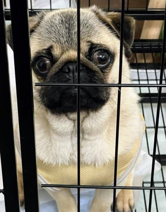 2XKOティーモナーフにプレイヤー騒然！コンボ弱体化で「死ぬほどでかそう」の声