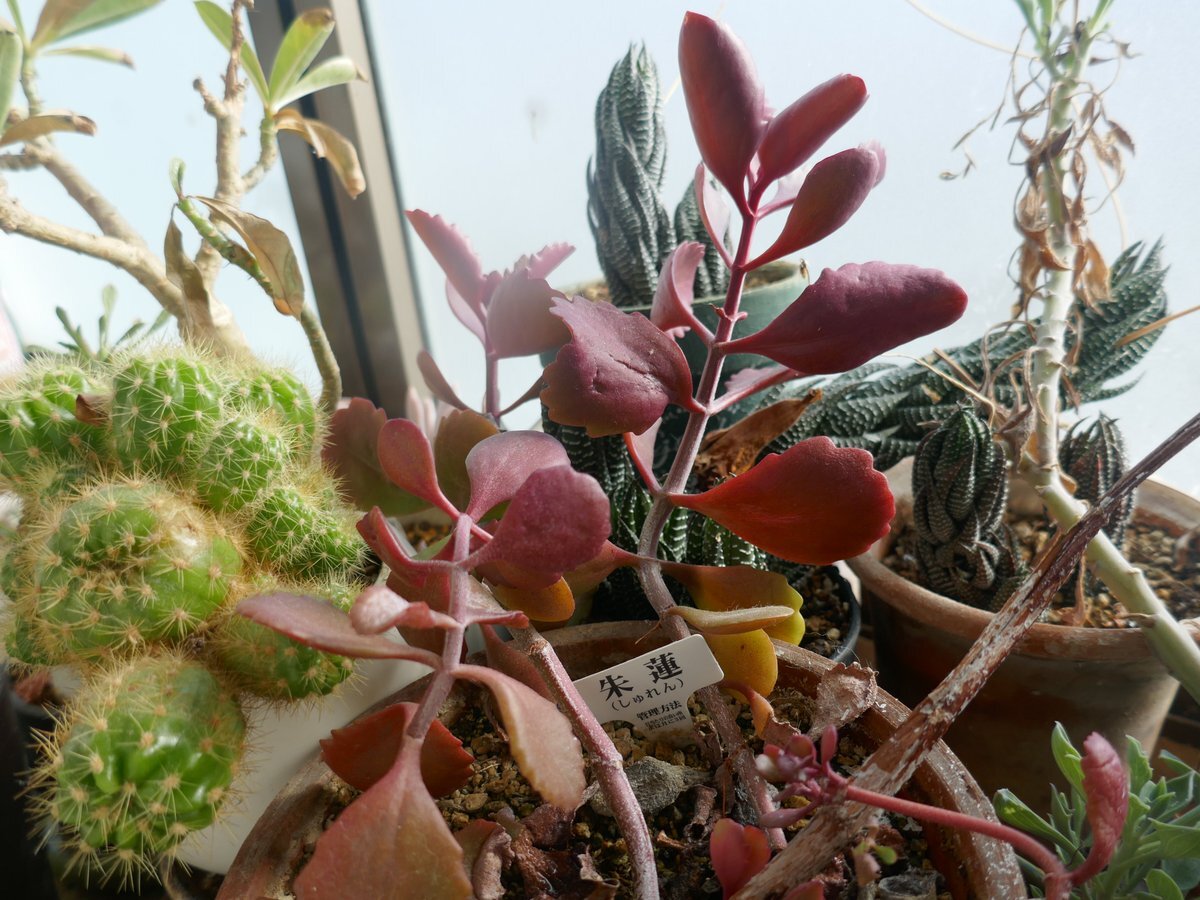 シュレン、東京7Rで2着！競馬ファン興奮