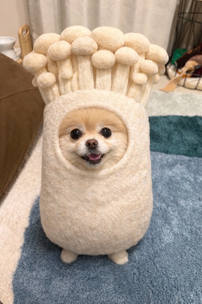 きのこ犬がSNSで大人気！ユーザーが愛らしい投稿を続出