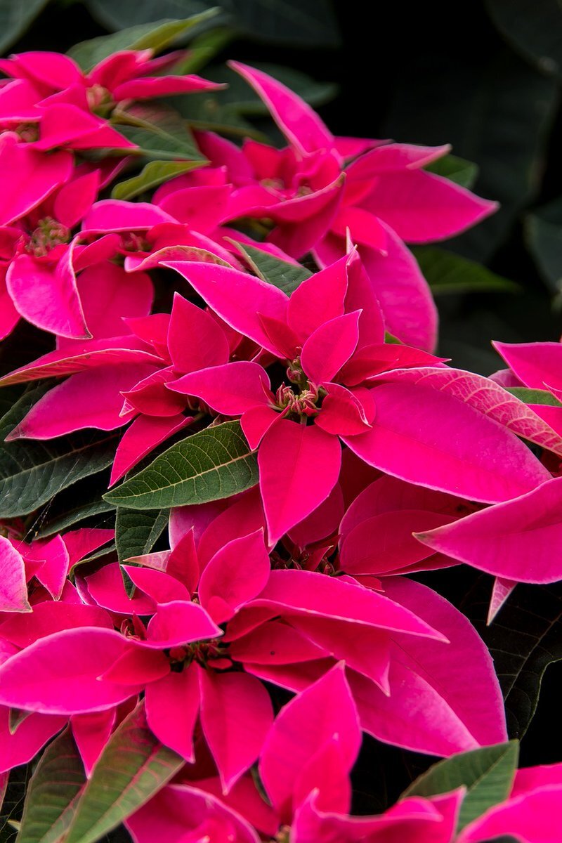 日曜日の朝、ユーザーがTwitterで穏やかな一日を願う