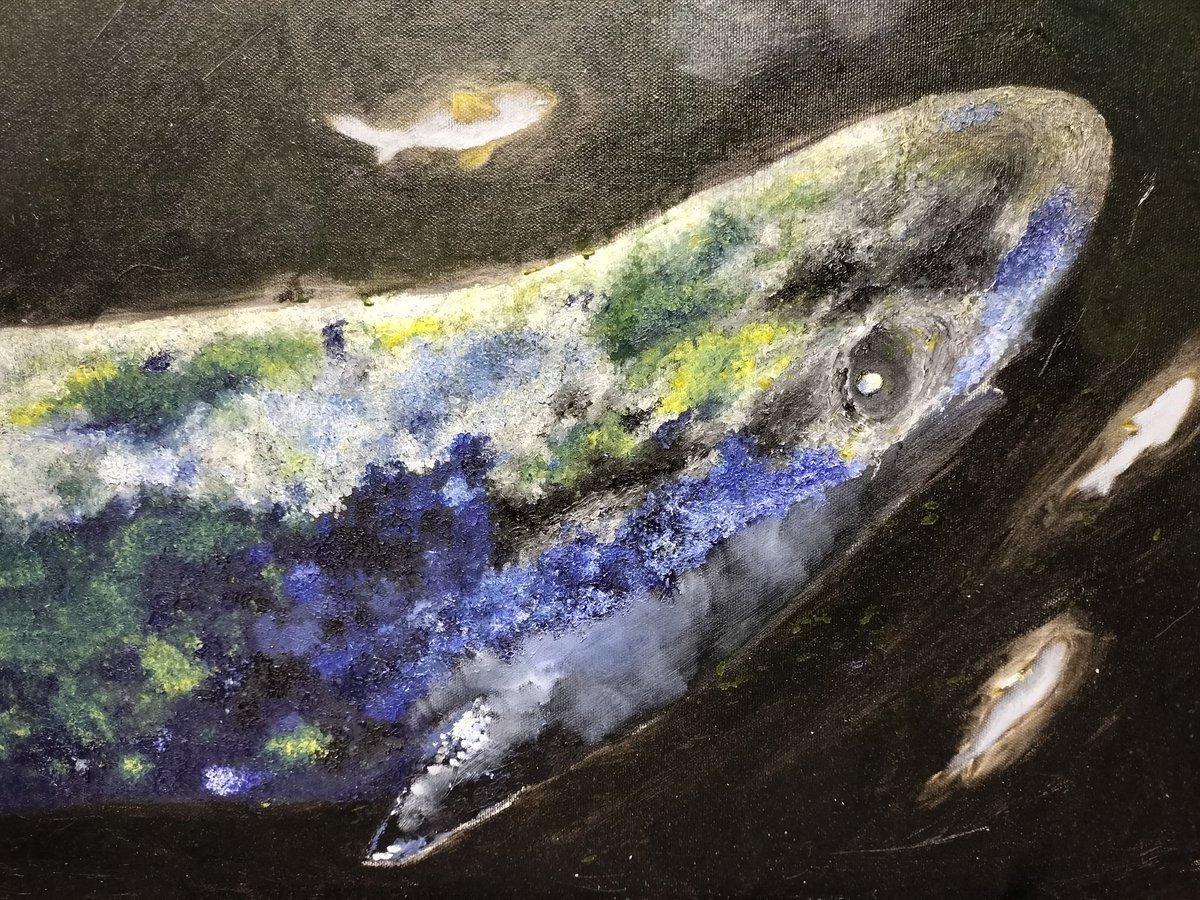 油彩画 魚の群れ Amazon.co.jp: 寺田ゆう『勢・福鰹(F10号)』油彩画 動物画 魚