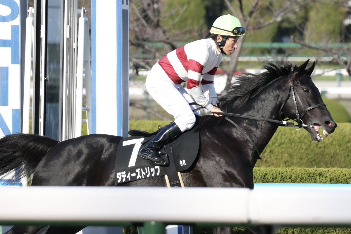 ダディーズトリップ、9歳馬が豊中特別で健闘！