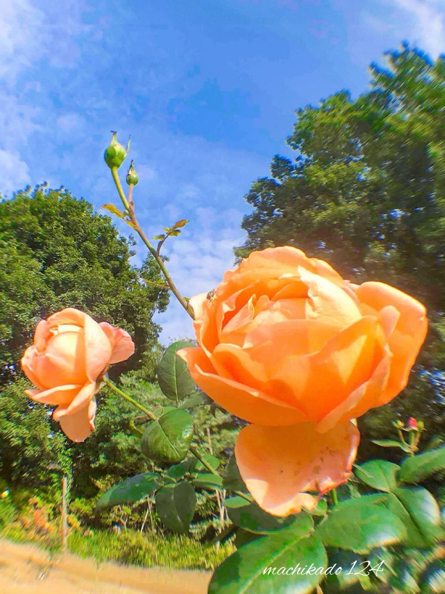 うるしの日、漆の魅力に迫る