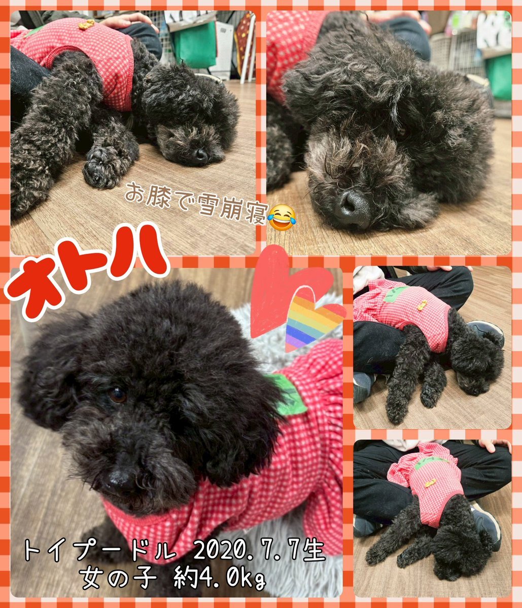 - お膝で寝ていた愛犬オトハちゃん、チャーミングな姿に癒やし