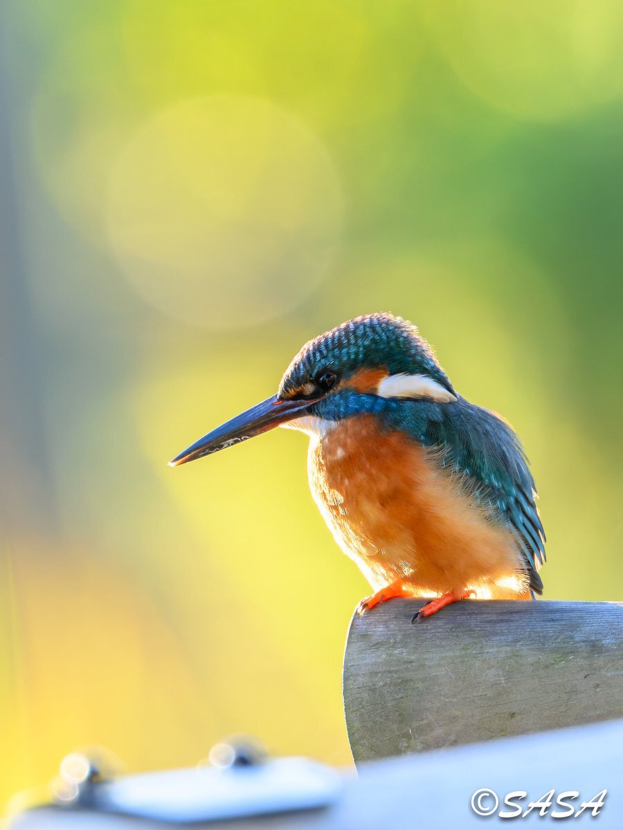 Z9」のYahoo!リアルタイム検索 - X（旧Twitter）をリアルタイム検索