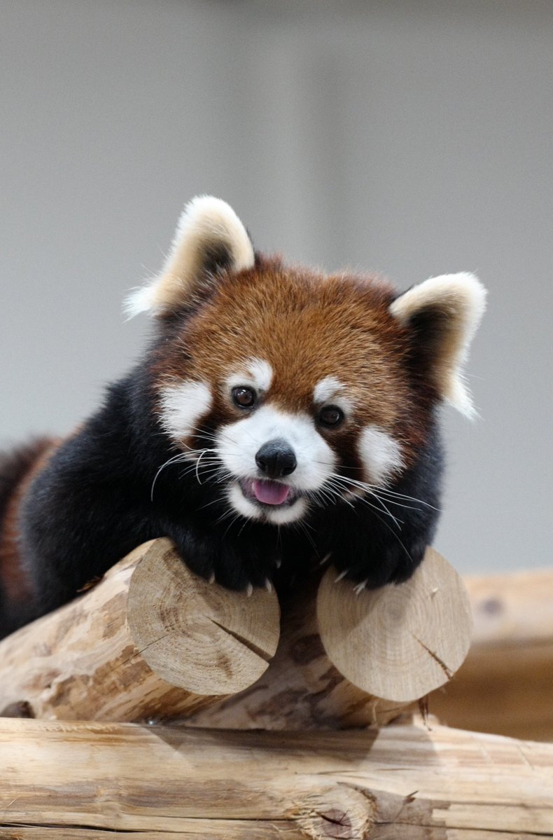 世良公則さん、70歳のお誕生日をファンから祝福される