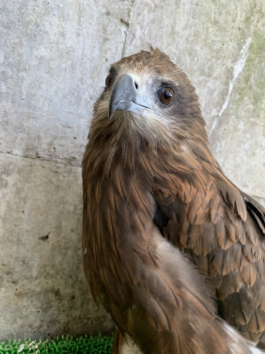 トビ」のYahoo!リアルタイム検索 - X（旧Twitter）を