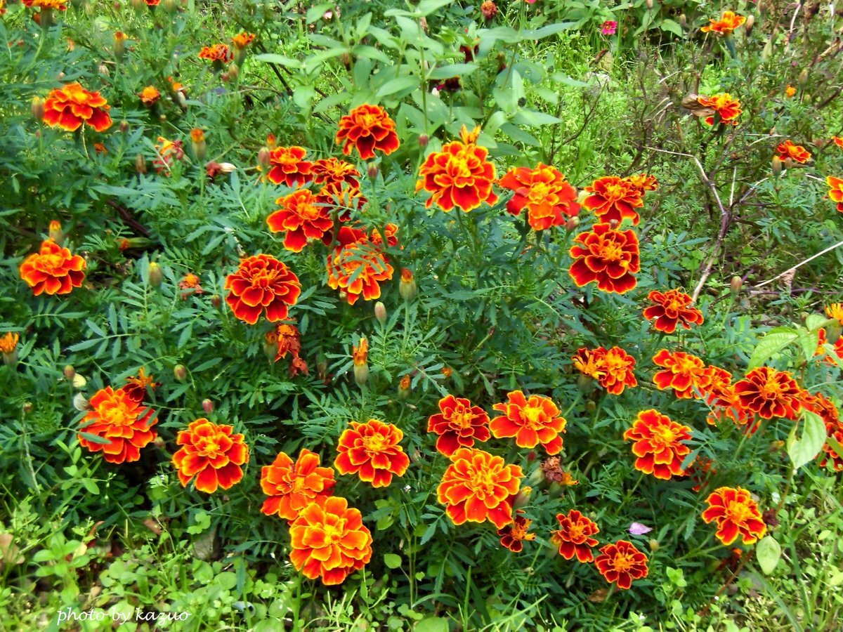 MARIGOLD」のYahoo!リアルタイム検索 - X（旧Twitter）を