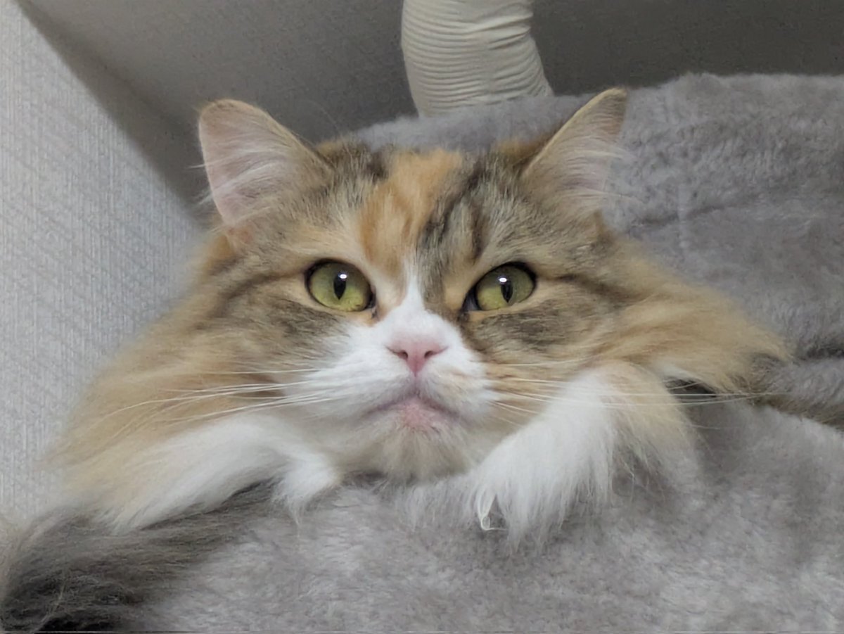 SNSで「寝落ち」がトレンドに！ユーザーたちの疲労感も