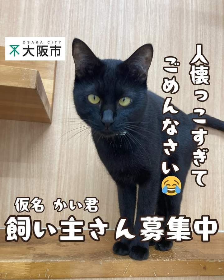 飼い主募集中」のYahoo!リアルタイム検索 - X（旧Twitter）をリアルタイム検索