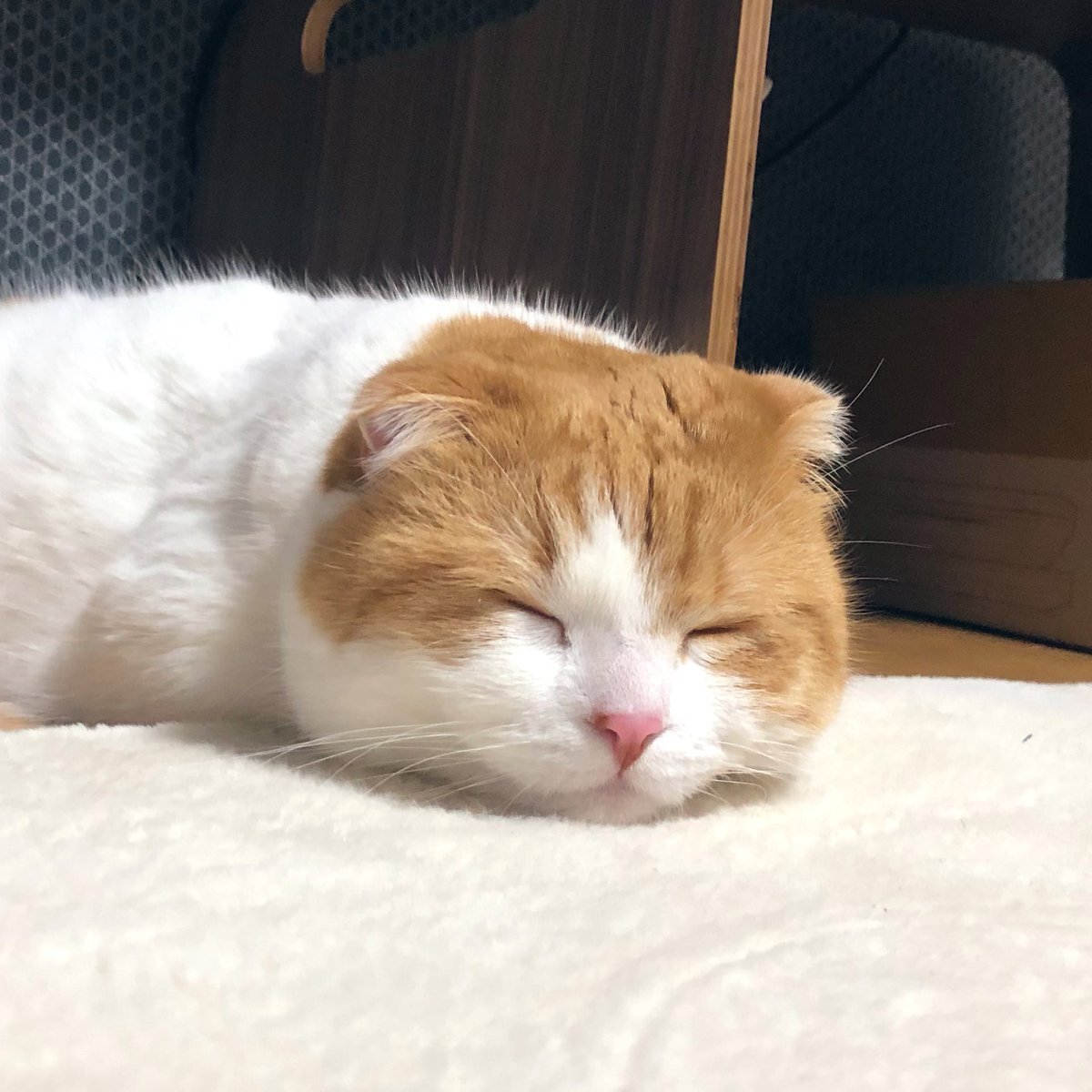 X（旧Twitter）で話題のおもしろ画像や動画 - Yahoo