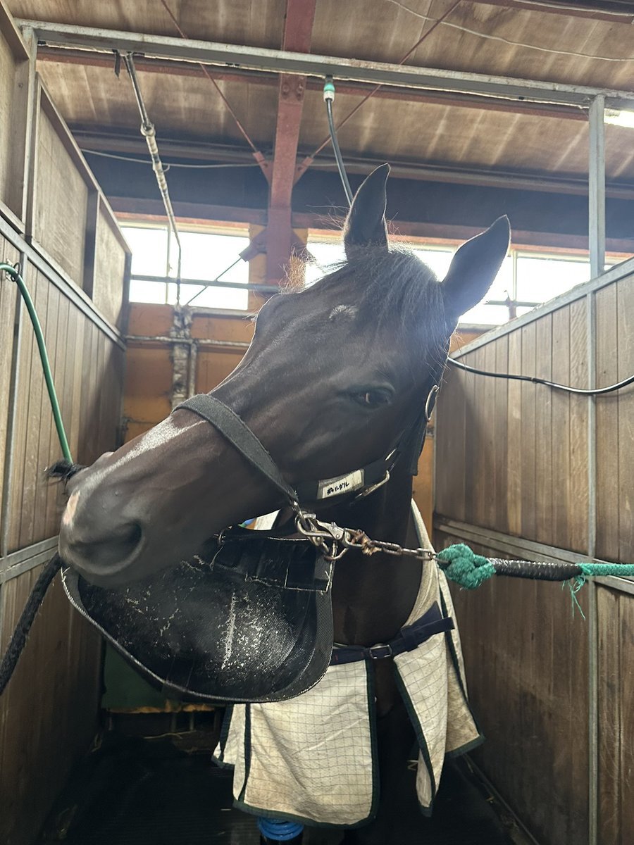 JBCレディスクラシック、注目馬は誰だ？