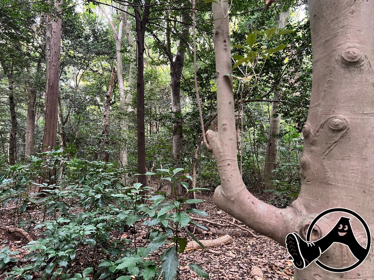 相葉雅紀、SixTONESの「明日の記憶」カバーに感動！ファンも歓喜