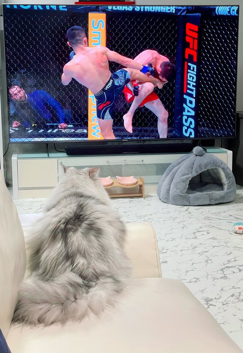 堀口恭二、圧勝でUFC復帰！「史上最強のMade in japan」