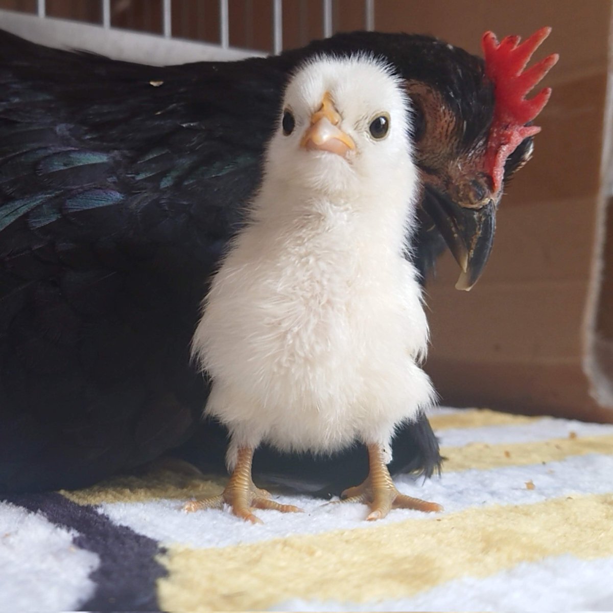ひよこ のtwitter検索結果 Yahoo リアルタイム検索