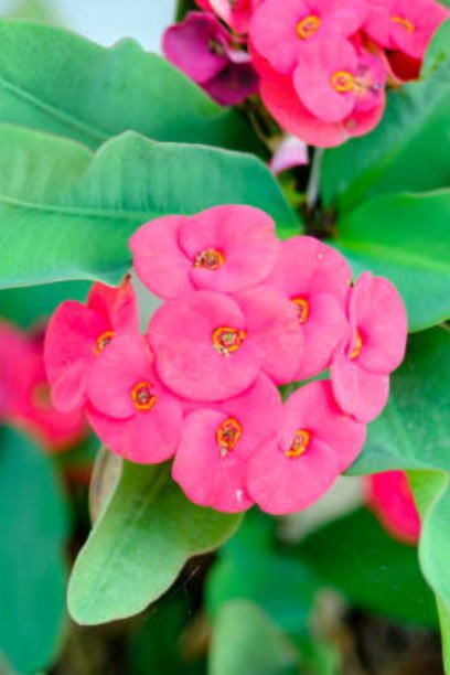 京都清水寺で「今年の漢字」発表！ 2025年の世相を表す一文字は？ 