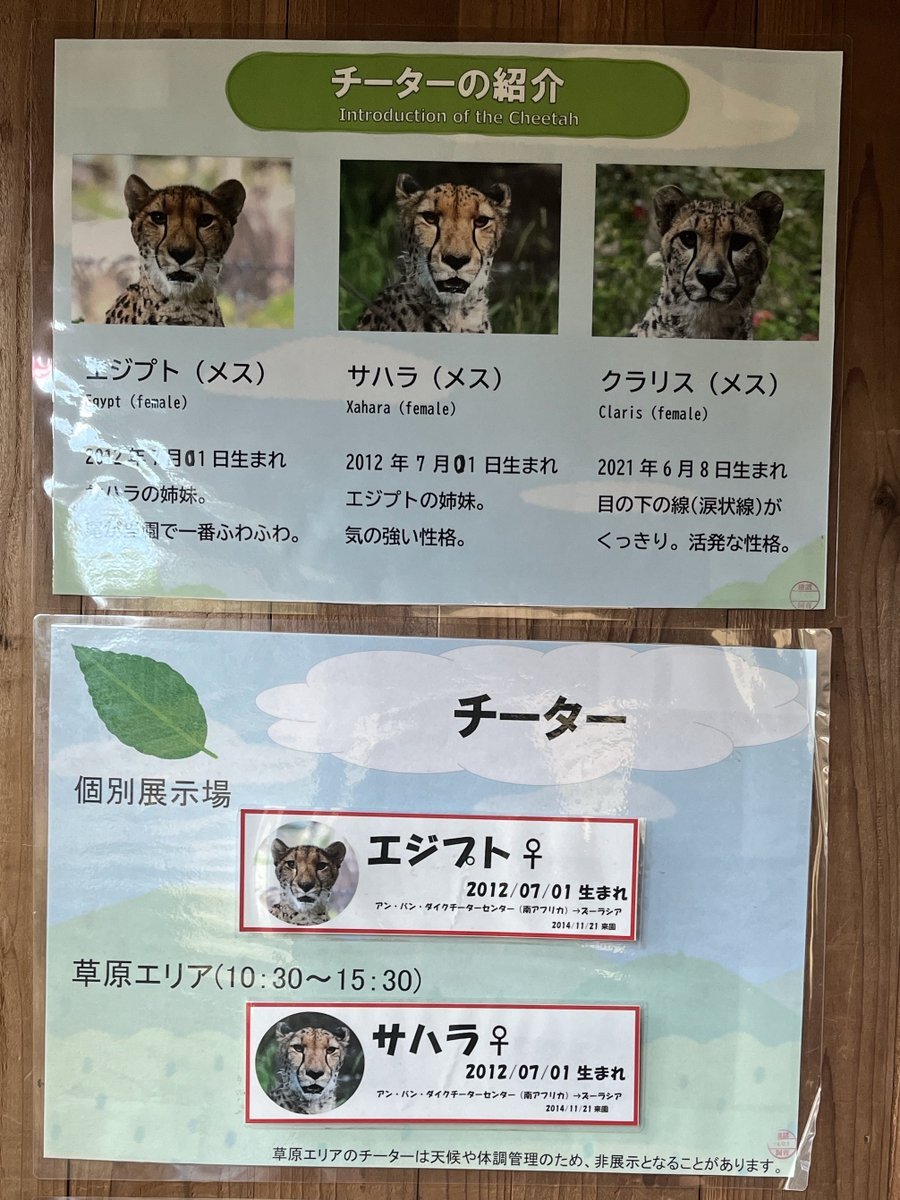 チーター」のYahoo!リアルタイム検索 - X（旧Twitter）をリアルタイム検索