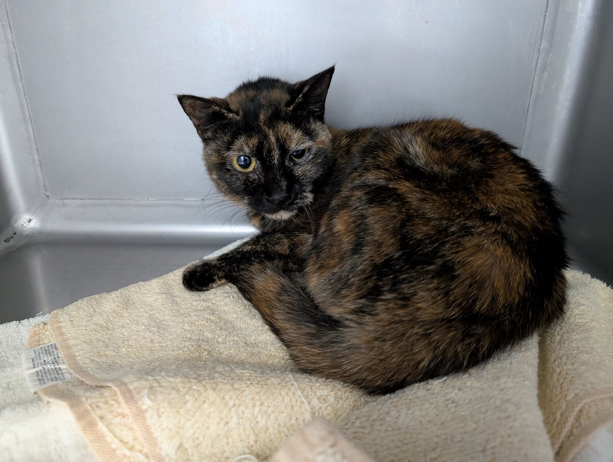 八丈ビューホテル」のYahoo!リアルタイム検索 - X（旧Twitter）を