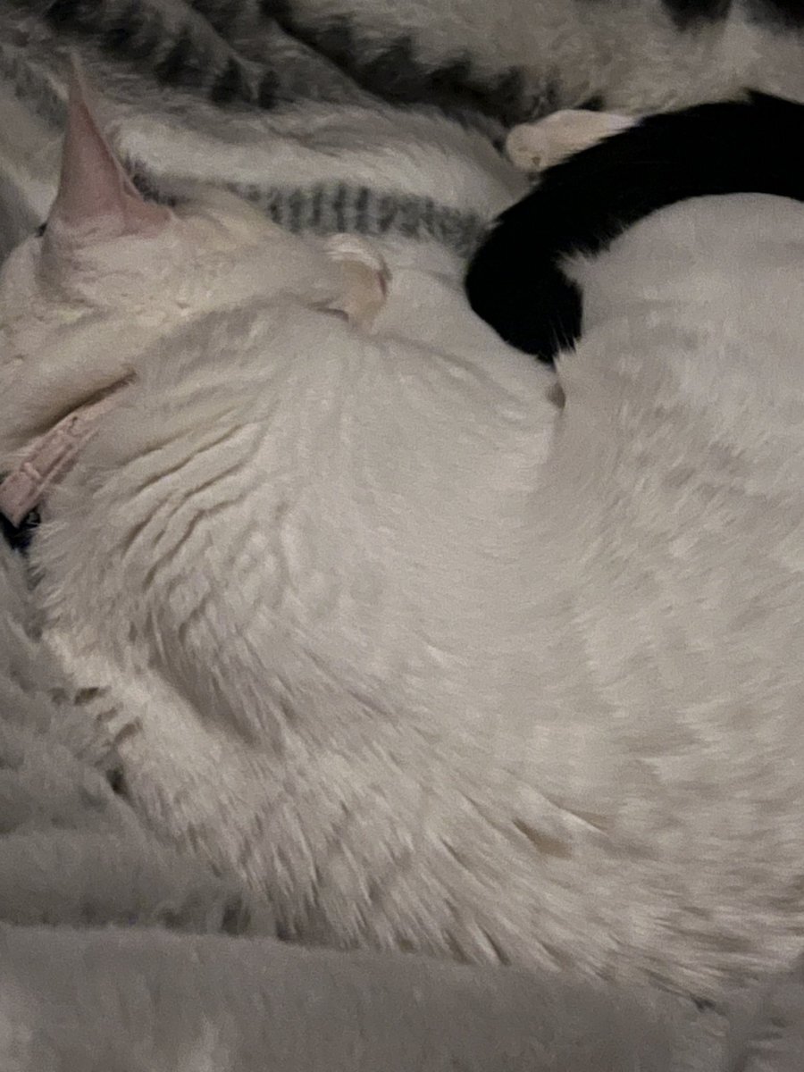 目が冴えて眠れない！Twitterでユーザーの声集まる