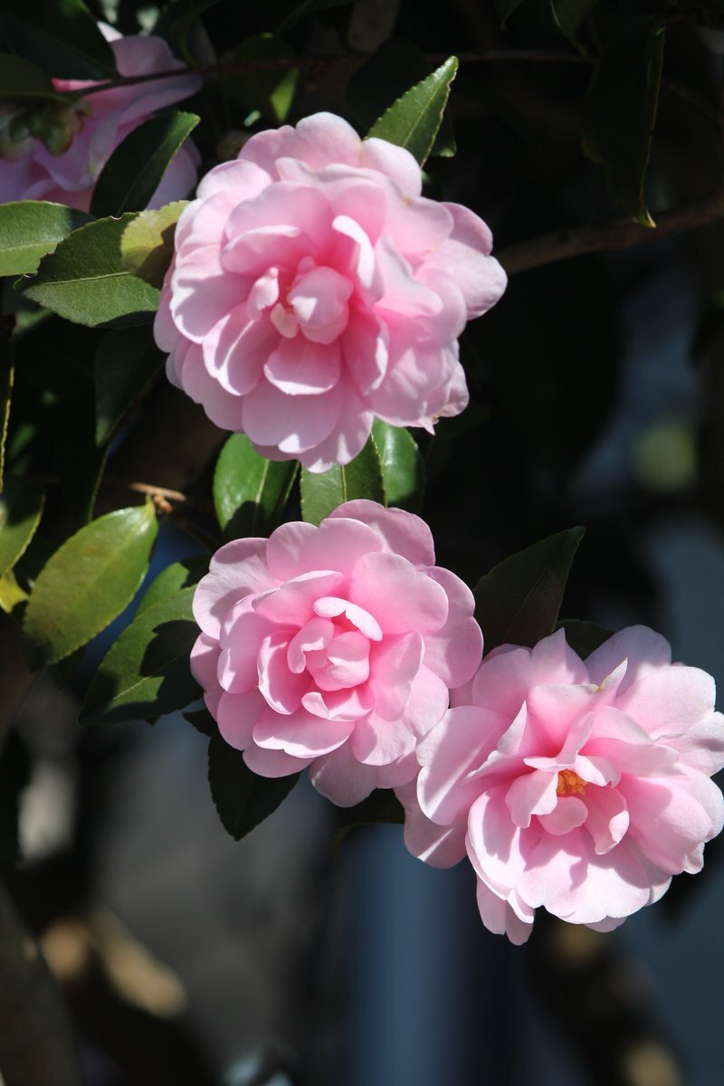 太平洋戦争開戦を振り返る：平和への願いを込めて