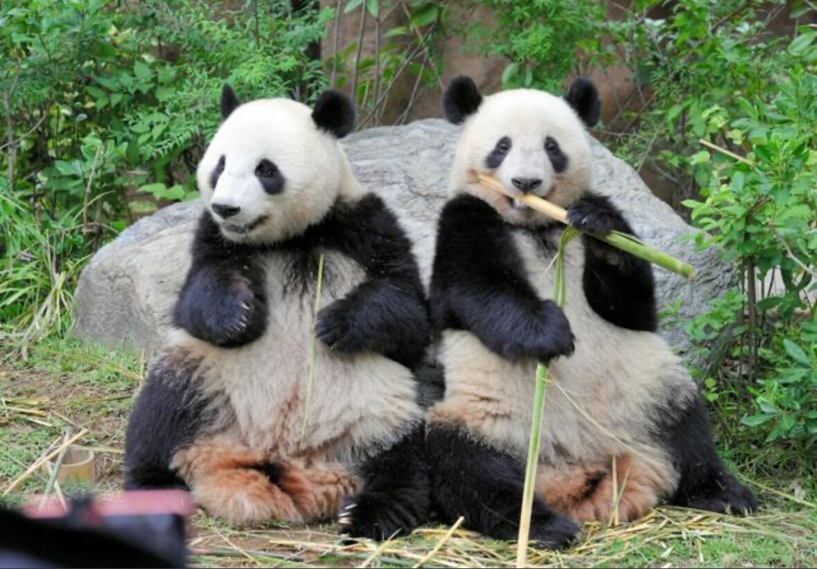 上野動物園双子パンダ返還、日中関係の冷却化象徴か