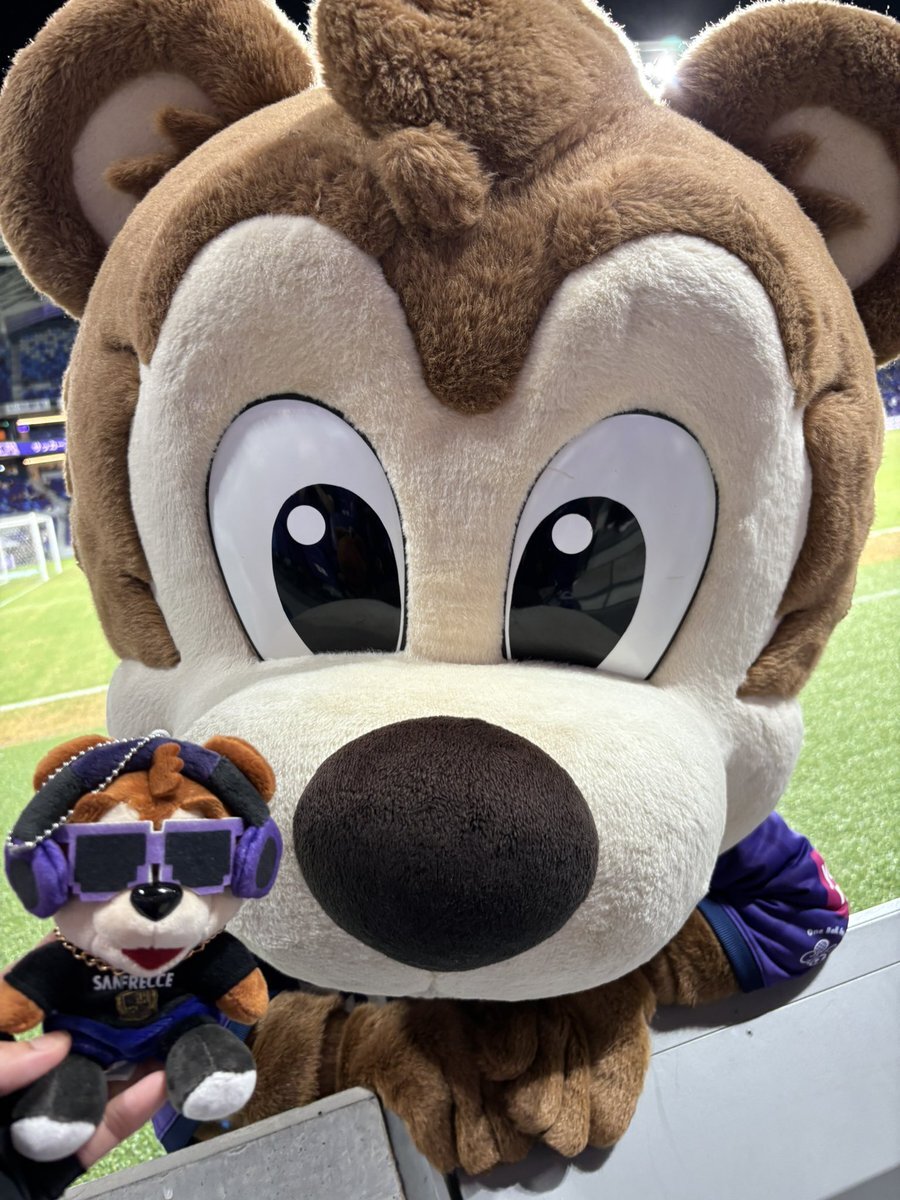 サンフレッチェ　サンチェくん、テディベア 🐻🕶️🐻 coming soon