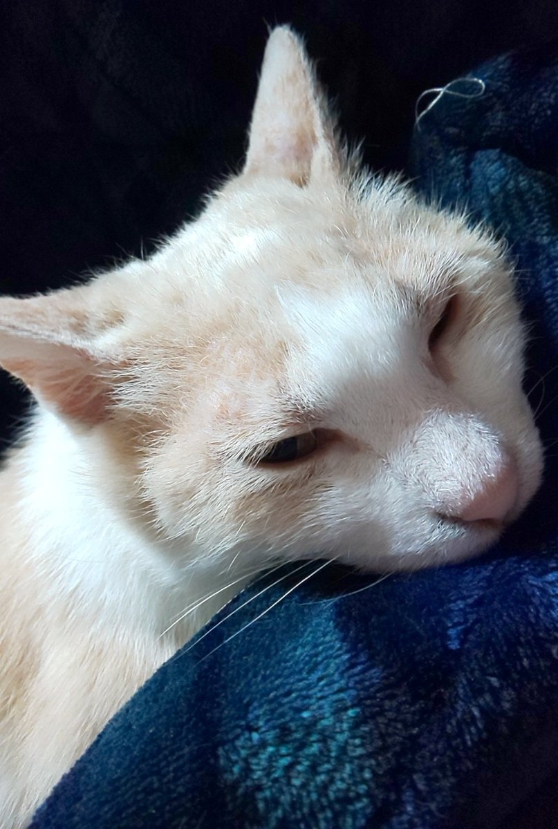 猫 結膜炎 目薬 暴れる猫に目薬をさす方法 さっと簡単にできる裏技とは Docstest Mcna Net