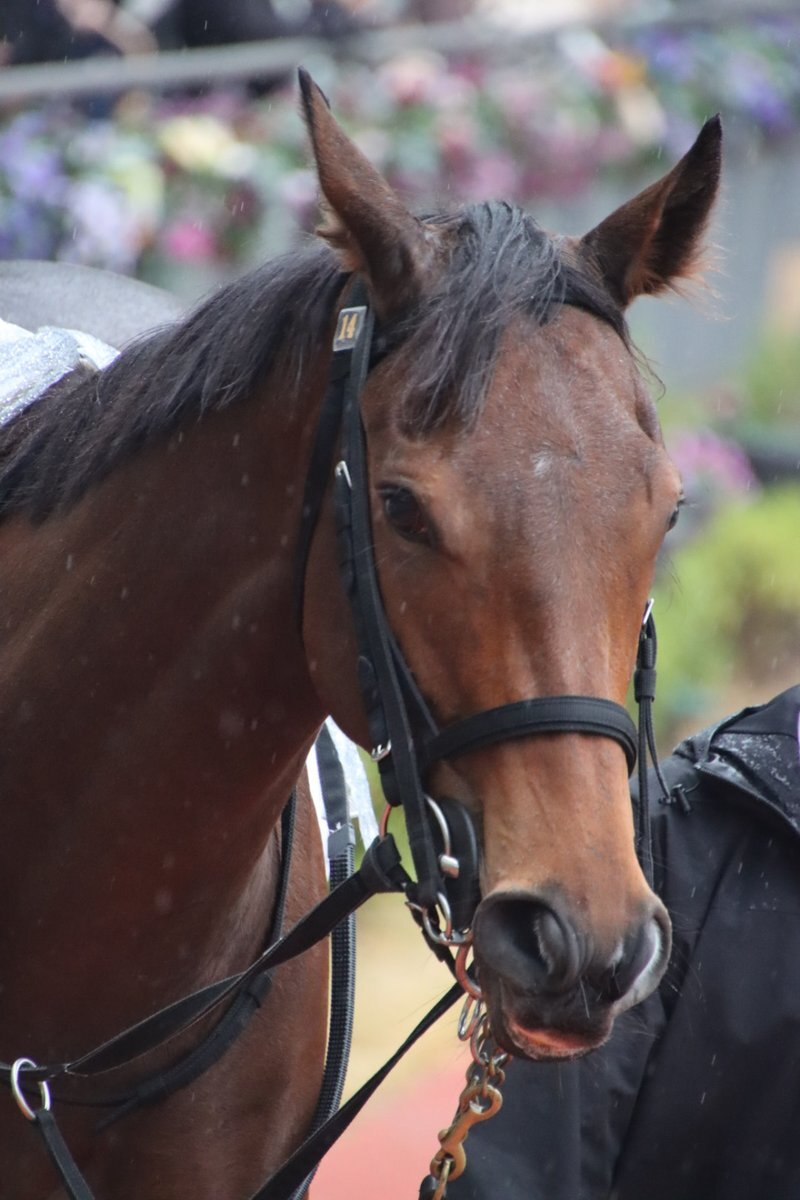 ジョワイユノエル、中京6Rで5着！好脚を見せるも枠の不利が響く