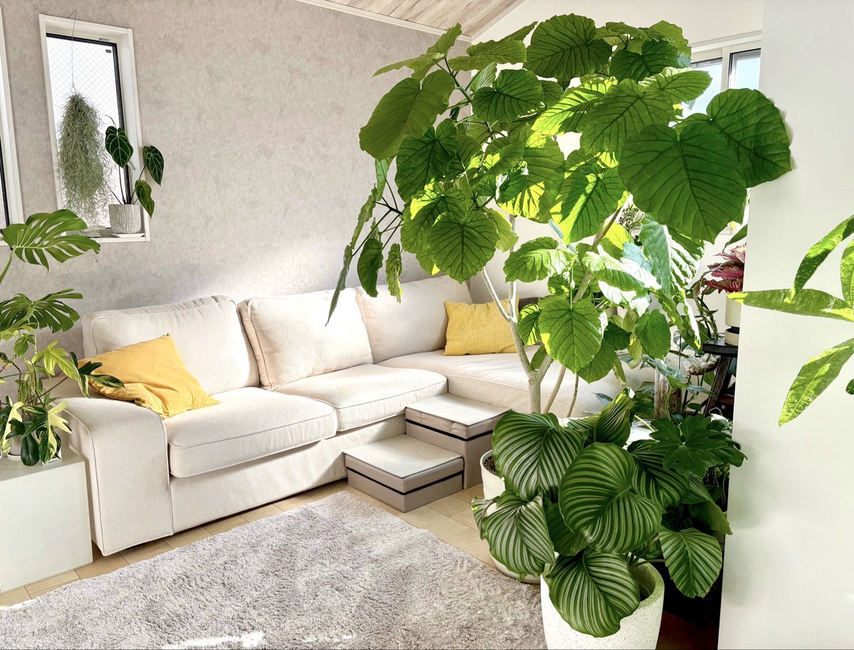 ウンベラータ」のYahoo!リアルタイム検索 - X（旧Twitter）を