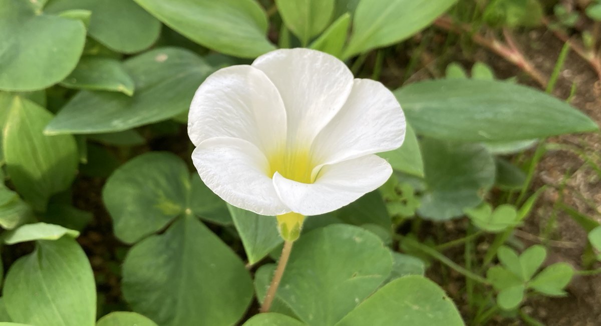 太平洋戦争開戦日、SNSで歴史と平和を振り返る
