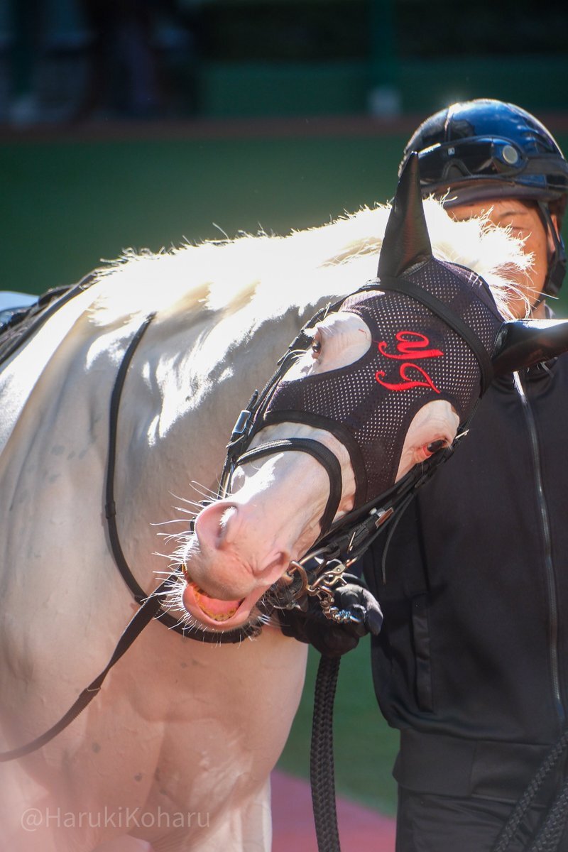 競走馬アオラキ、予後不良で死去