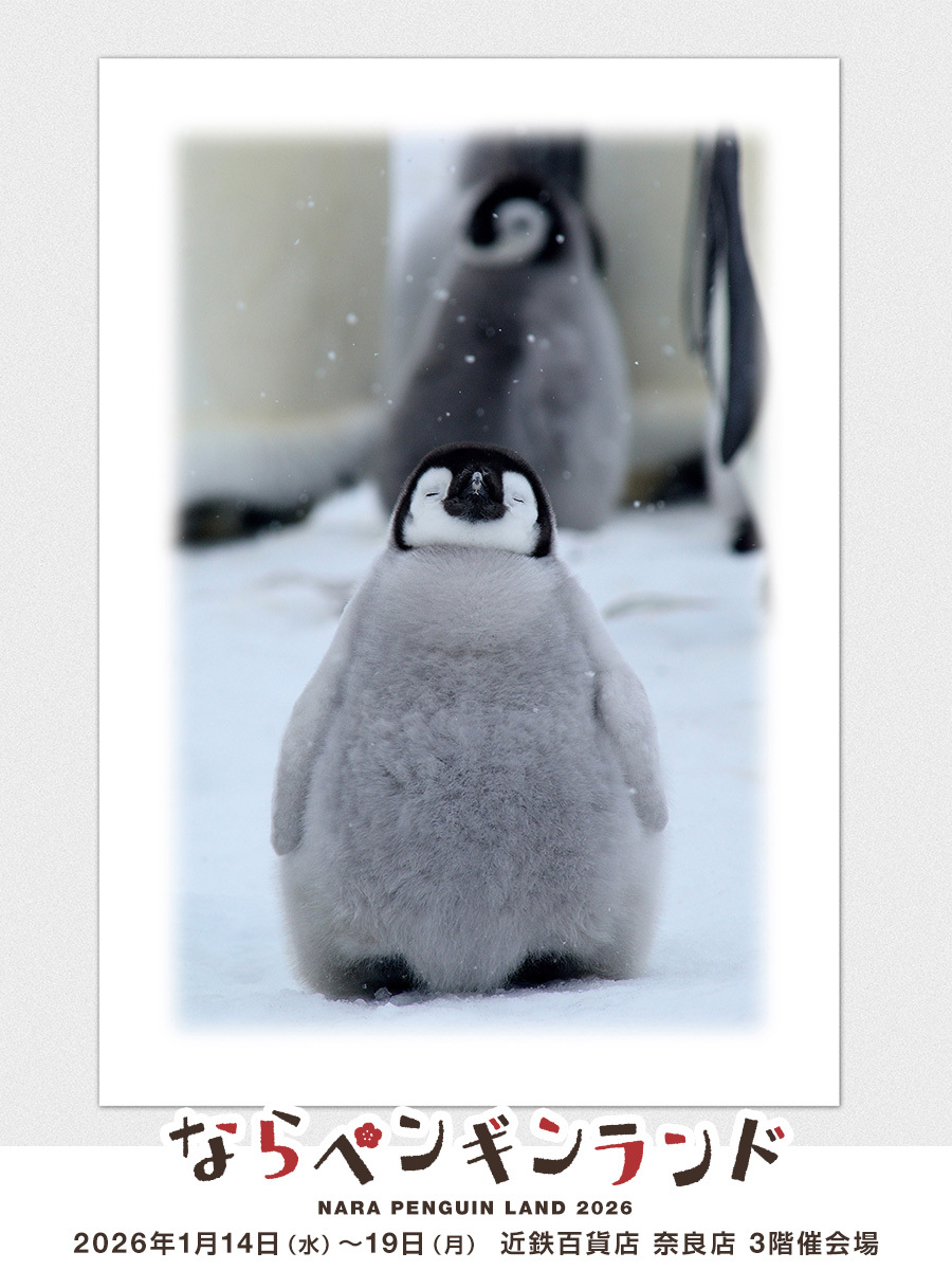 ペンギン」のYahoo!リアルタイム検索 - X（旧Twitter）をリアルタイム検索