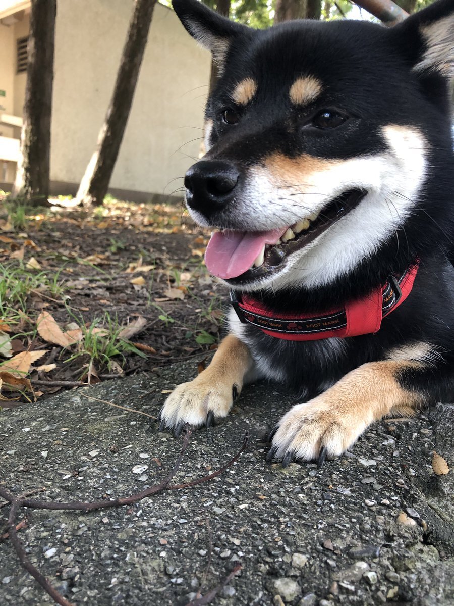 地面化する犬 のtwitter検索結果 Yahoo リアルタイム検索