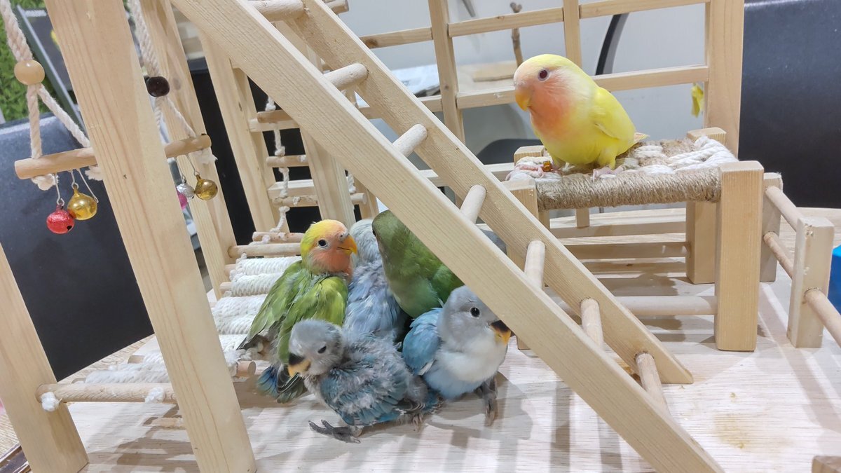 コザクラインコ のtwitter検索結果 Yahoo リアルタイム検索