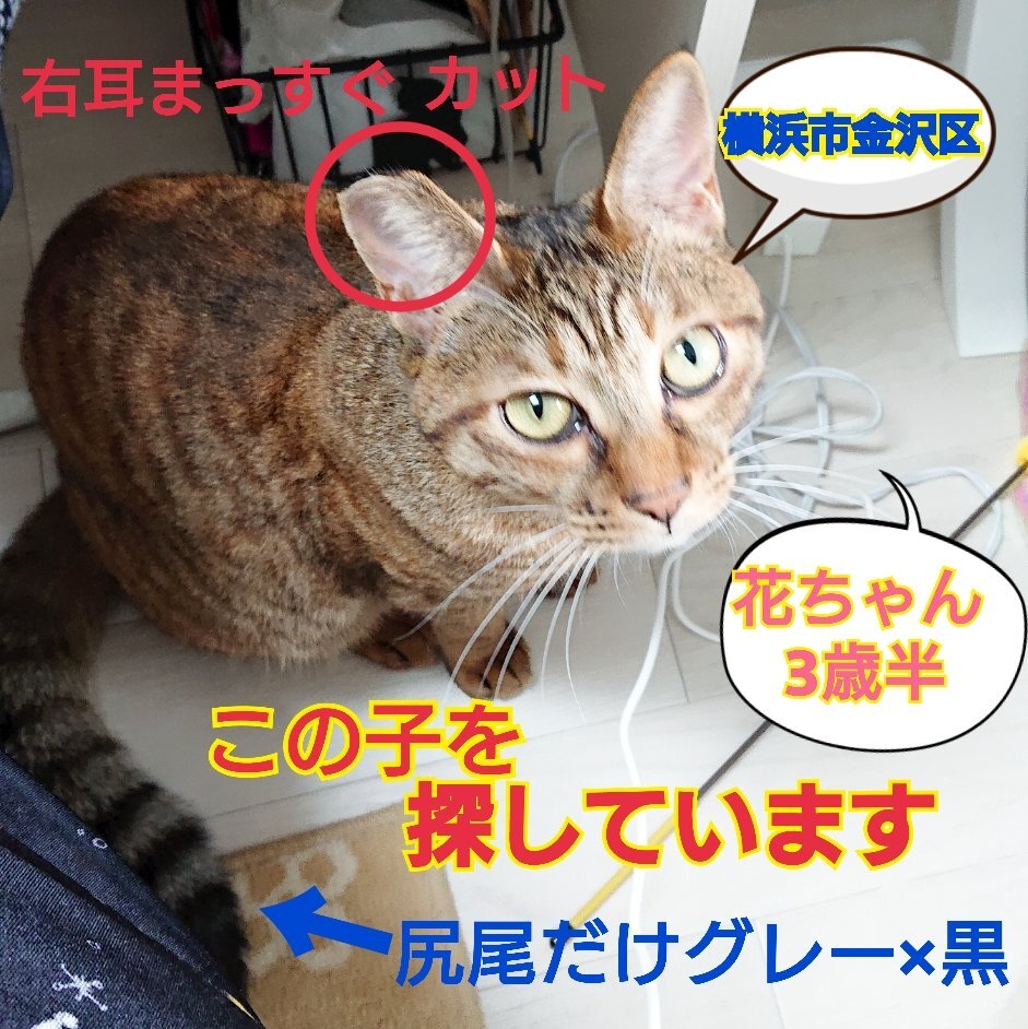 行方不明」のYahoo!リアルタイム検索 - X（旧Twitter）を