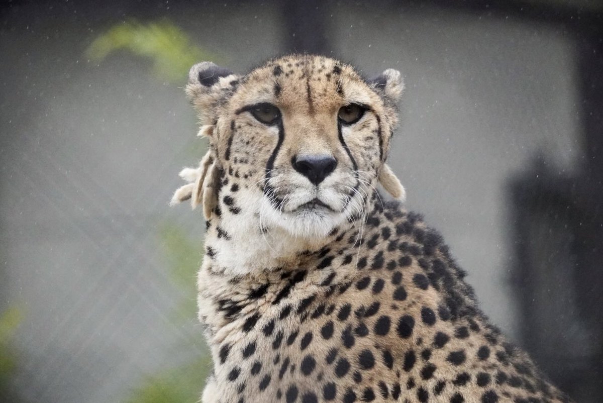 アーセナル守護神ラヤ、身長が話題に 