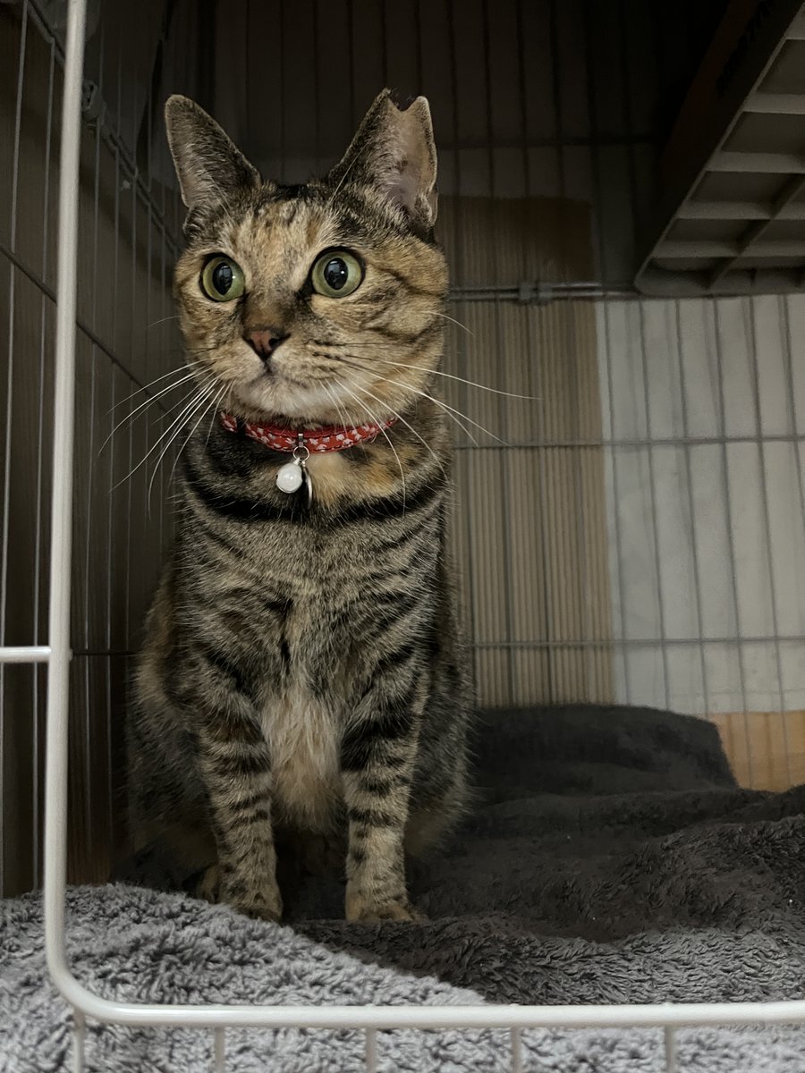 青森東方沖地震：津波被害への懸念と安否確認がSNSで広がる