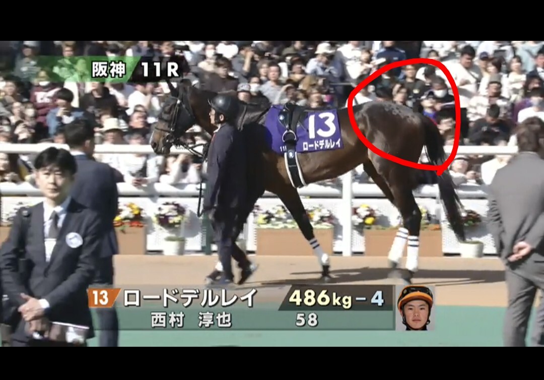 ロードデルレイ、天皇賞秋はなぜ回避？