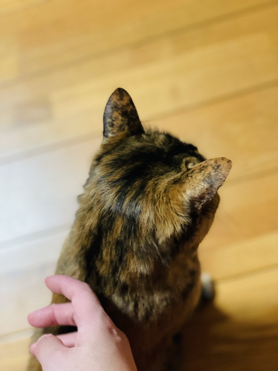 つやつやキューティクル…！ 猫の後頭部を愛でる会｜つぶやき