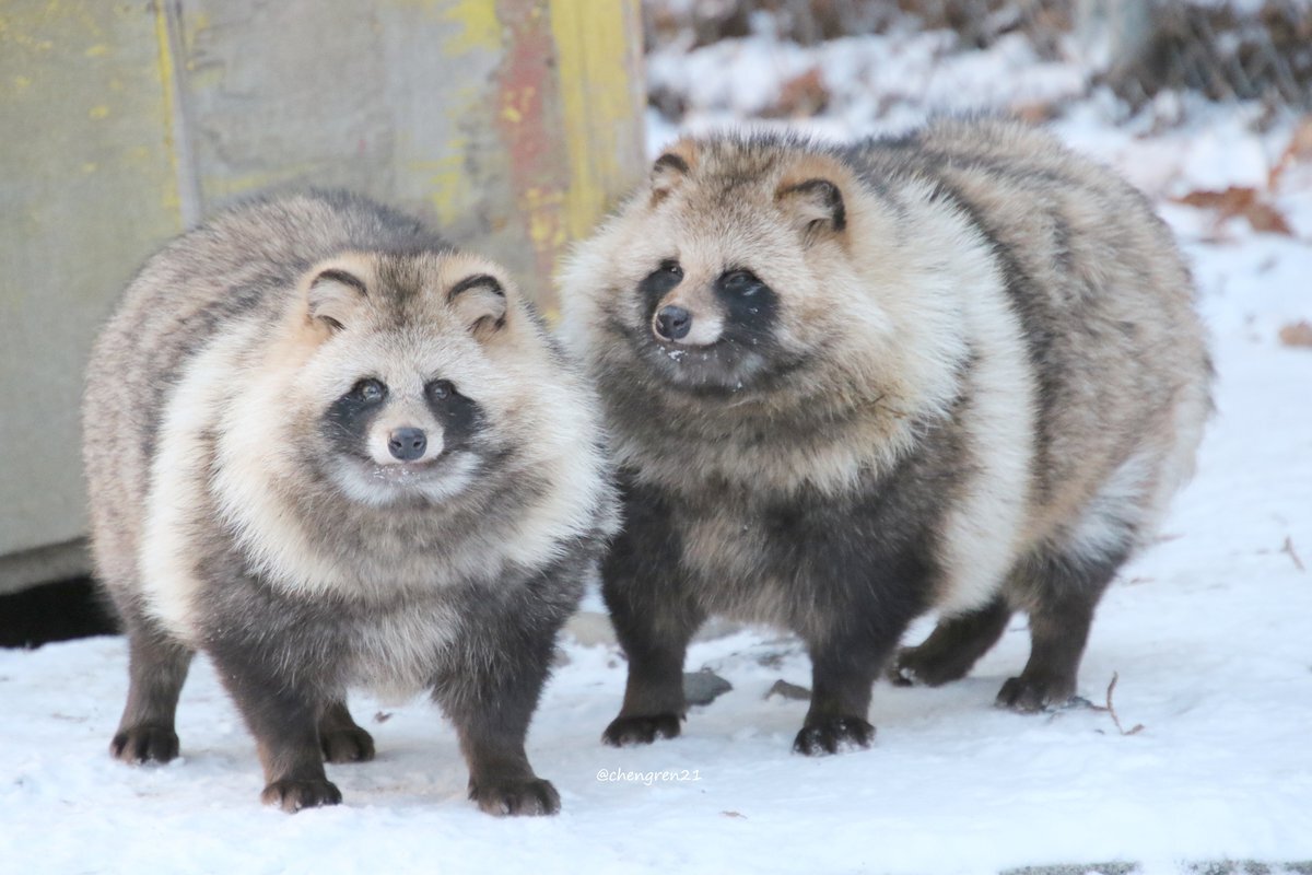 【U722】たぬき　確認用　10個 たぬき」のYahoo!リアルタイム検索 - X（旧Twitter）をリアルタイム検索