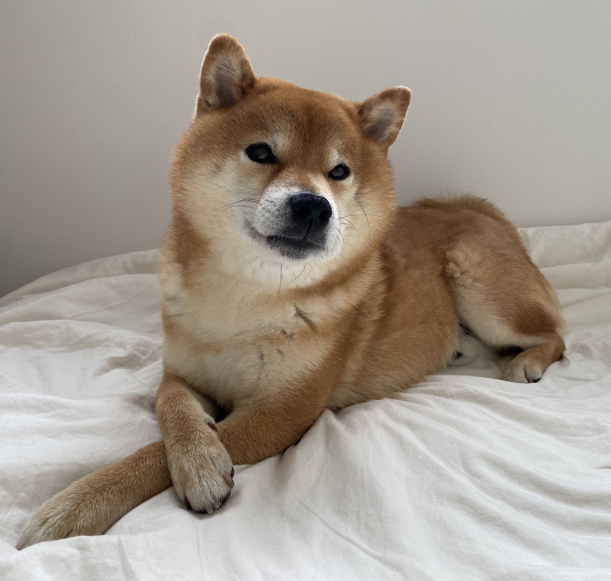 近所の人から「ジャニーズみたい」と言われた犬｜つぶやきピックアップ - Yahoo!リアルタイム検索