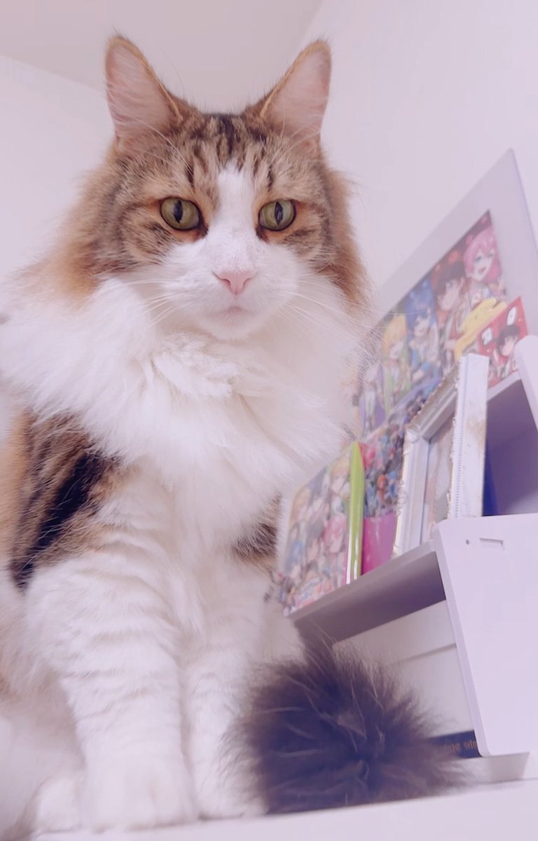 ねこ様ご確認ページ Amazon | ペティオ (Petio) 猫用変身着ぐるみウェア コック 猫用
